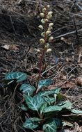 Image of whiteveined wintergreen