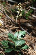 Image of whiteveined wintergreen