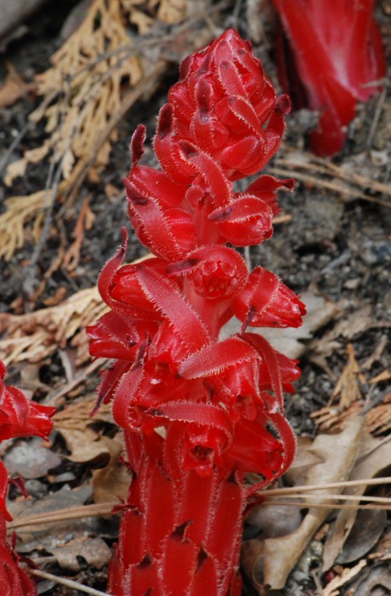 Image of snowplant