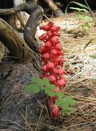 Image of snowplant