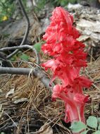 Image of snowplant