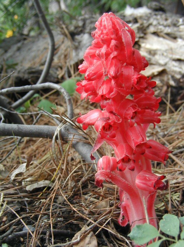 Image of snowplant