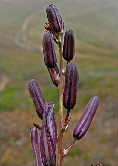 Слика од Chlorogalum pomeridianum var. divaricatum (Lindl.) Hoover