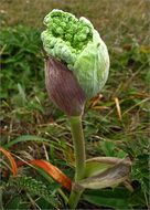 Image of Henderson's angelica