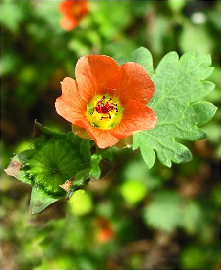 Image of Carolina Bristle-Mallow