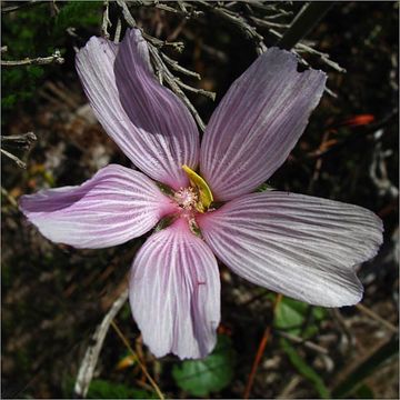 Image of dwarf checkerbloom