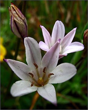 Image of long-ray brodiaea