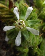 Image of Point Reyes horkelia