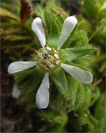 Image of Point Reyes horkelia