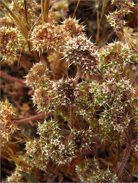 Image of San Francisco spineflower