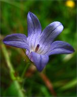 Campanula californica (Kellogg) A. Heller resmi