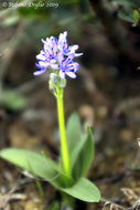 Image de Hyacinthoides lingulata (Poir.) Rothm.