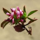 Image of <i>Trifolium polyodon</i> var. <i>oligodon</i>