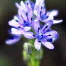 Hyacinthoides lingulata (Poir.) Rothm. resmi