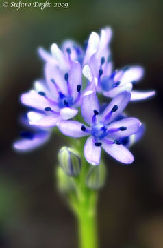 Image de Hyacinthoides lingulata (Poir.) Rothm.