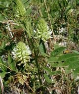 Image of American licorice