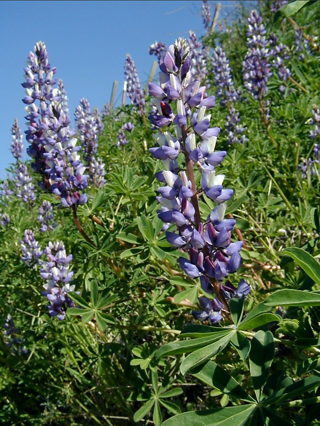 Image of hollowleaf annual lupine