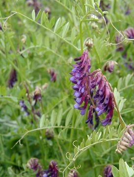 Imagem de Vicia villosa subsp. varia (Host) Corb.