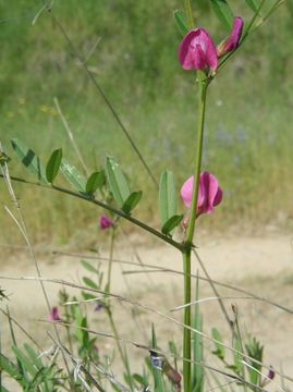 Imagem de Vicia sativa subsp. nigra (L.) Ehrh.