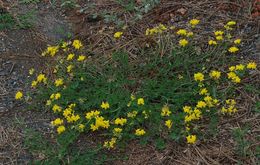 Слика од Lotus corniculatus L.