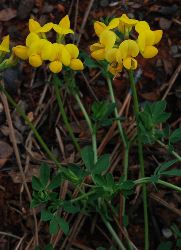 Слика од Lotus corniculatus L.