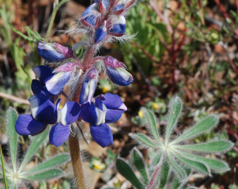 Lupinus spectabilis Hoover resmi