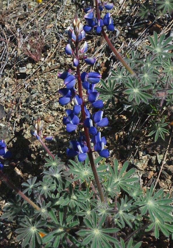 Lupinus spectabilis Hoover resmi