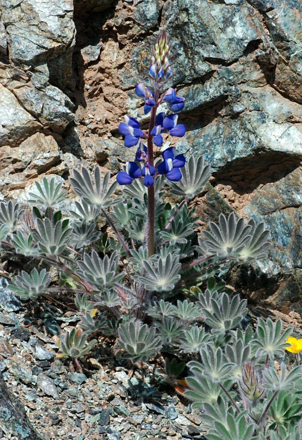 Lupinus spectabilis Hoover resmi