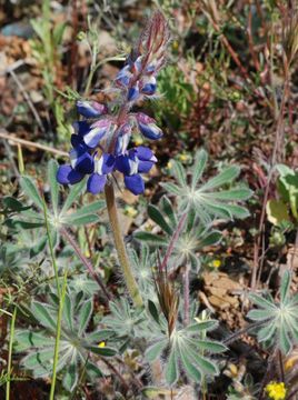 Lupinus spectabilis Hoover resmi