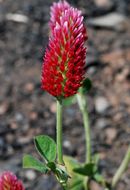 Image of crimson clover