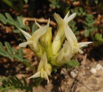 Imagem de Astragalus bolanderi A. Gray