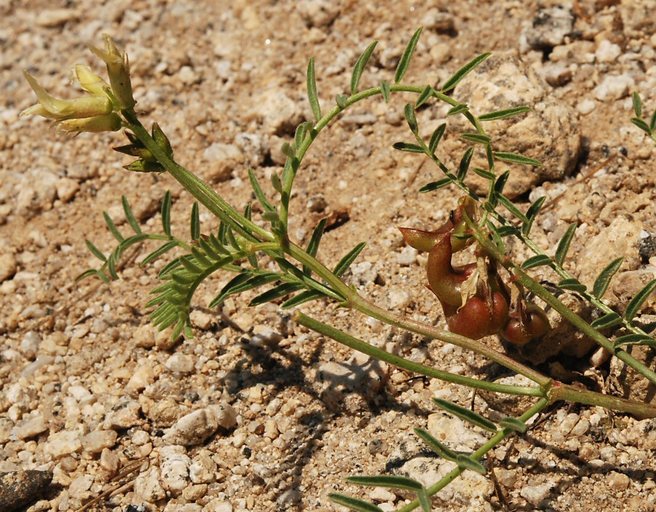 Imagem de Astragalus bolanderi A. Gray