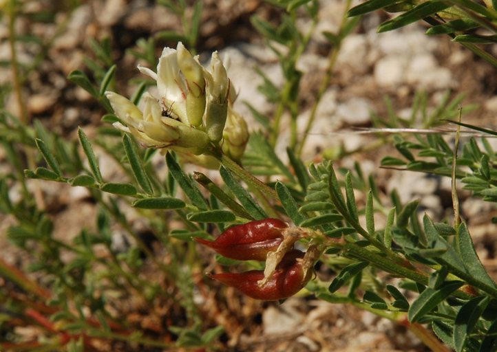 Imagem de Astragalus bolanderi A. Gray