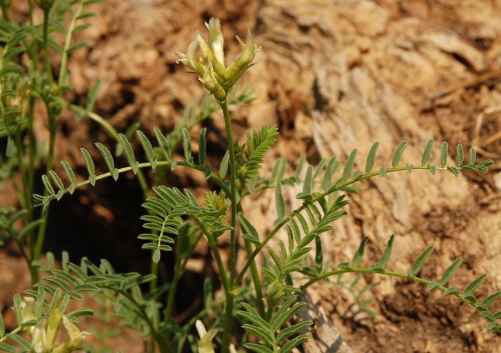 Imagem de Astragalus bolanderi A. Gray