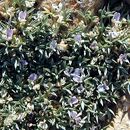 Image of spiny milkvetch