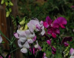 Image of Everlasting pea