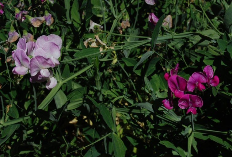 Image of Everlasting pea