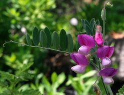 Imagem de Lathyrus jepsonii subsp. californicus (S. Watson) C. L. Hitchc.