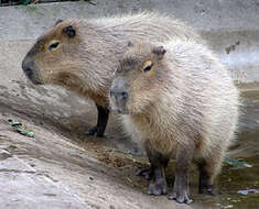 Image of guinea pigs