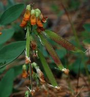 Imagem de Lathyrus sulphureus A. Gray