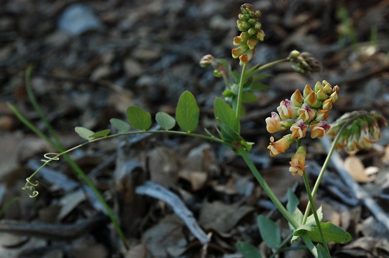 Imagem de Lathyrus sulphureus A. Gray