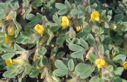 Acmispon brachycarpus (Benth.) D. D. Sokoloff的圖片