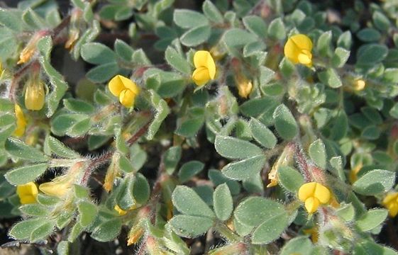 Imagem de Acmispon brachycarpus (Benth.) D. D. Sokoloff