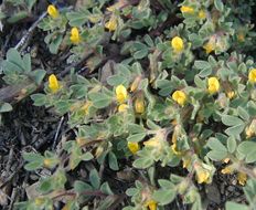 Acmispon brachycarpus (Benth.) D. D. Sokoloff的圖片