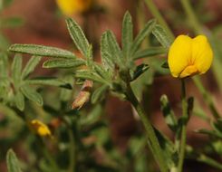 Image of <i>Acmispon strigosus</i>