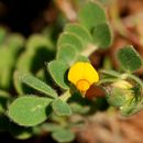 Image of Chilean bird's-foot trefoil