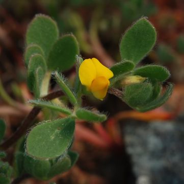 Image de Acmispon wrangelianus (Fisch. & C. A. Mey.) D. D. Sokoloff