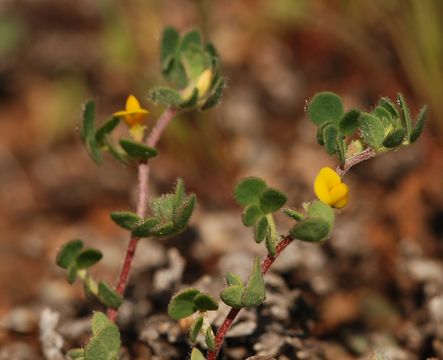 Image de Acmispon wrangelianus (Fisch. & C. A. Mey.) D. D. Sokoloff