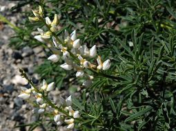 Image of narrowflower lupine