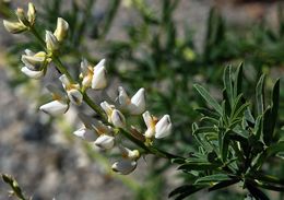 Image of narrowflower lupine